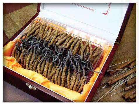 顺昌冬虫夏草回收